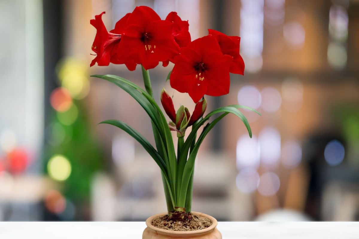 Flor Amar Lis Cultivo Cuidados E Significado Das Cores Da Flores