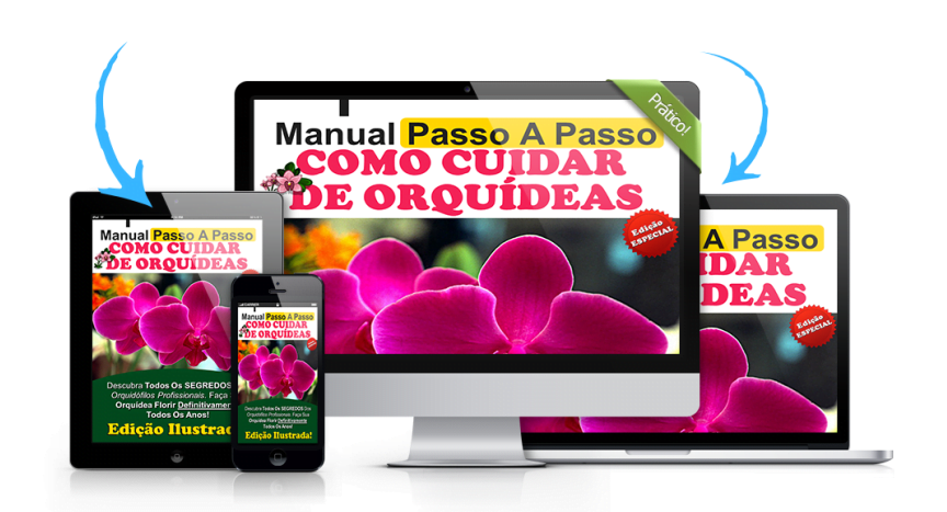 Como Cuidar De Orquídeas