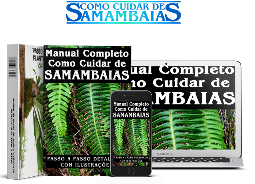 https://plantasecultivos.com/samambaias Planta samambaia