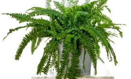 Tipos de samambaia, mais comuns no Brasil, você tem alguma em casa?