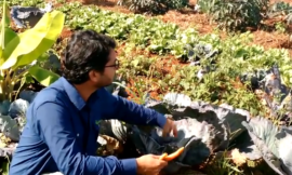 Como fazer uma horta orgânica: o Curso Terra Fértil em 4 Passos te ensina