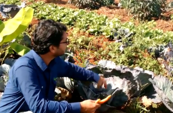 Como fazer uma horta orgânica: o Curso Terra Fértil em 4 Passos te ensina