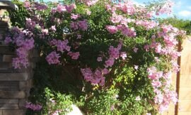 Plantas ornamentais para jardim externo, plantas de baixa manutenção e que gostam de ficar ao sol