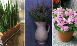 Plantas que purificam o ar, deseja começar o ano 2020 com boas energias e respirando melhor dentro de sua casa?