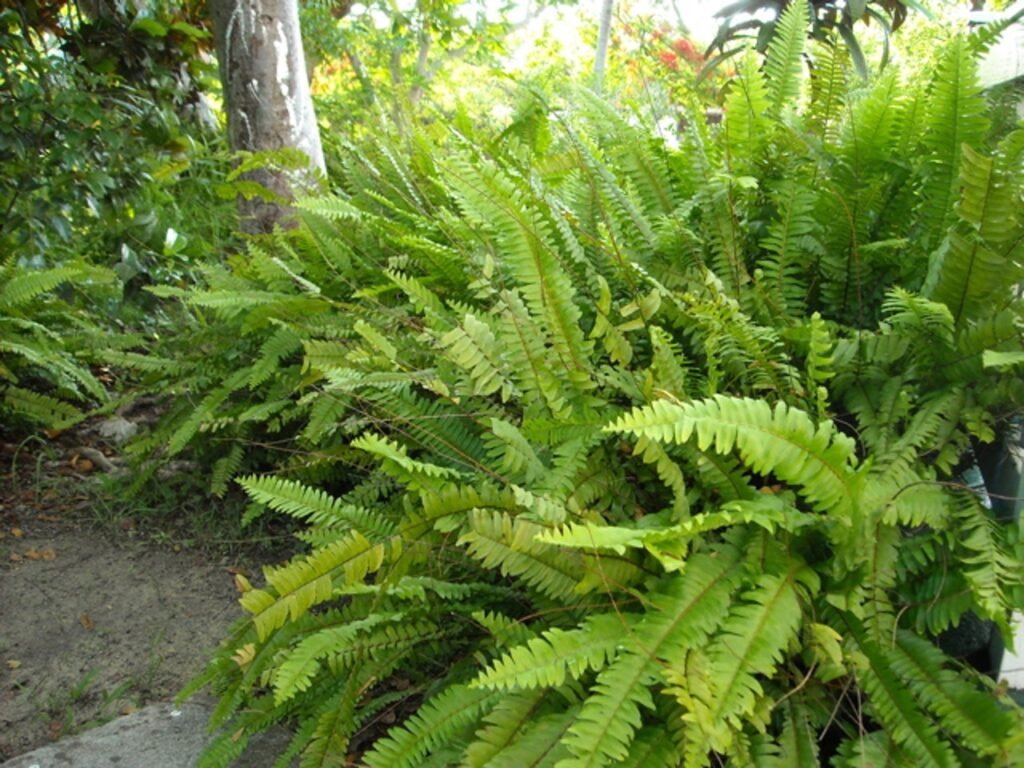 samambaia-chorona-1024x768 Tipos de samambaia, mais comuns no Brasil, você tem alguma em casa?
