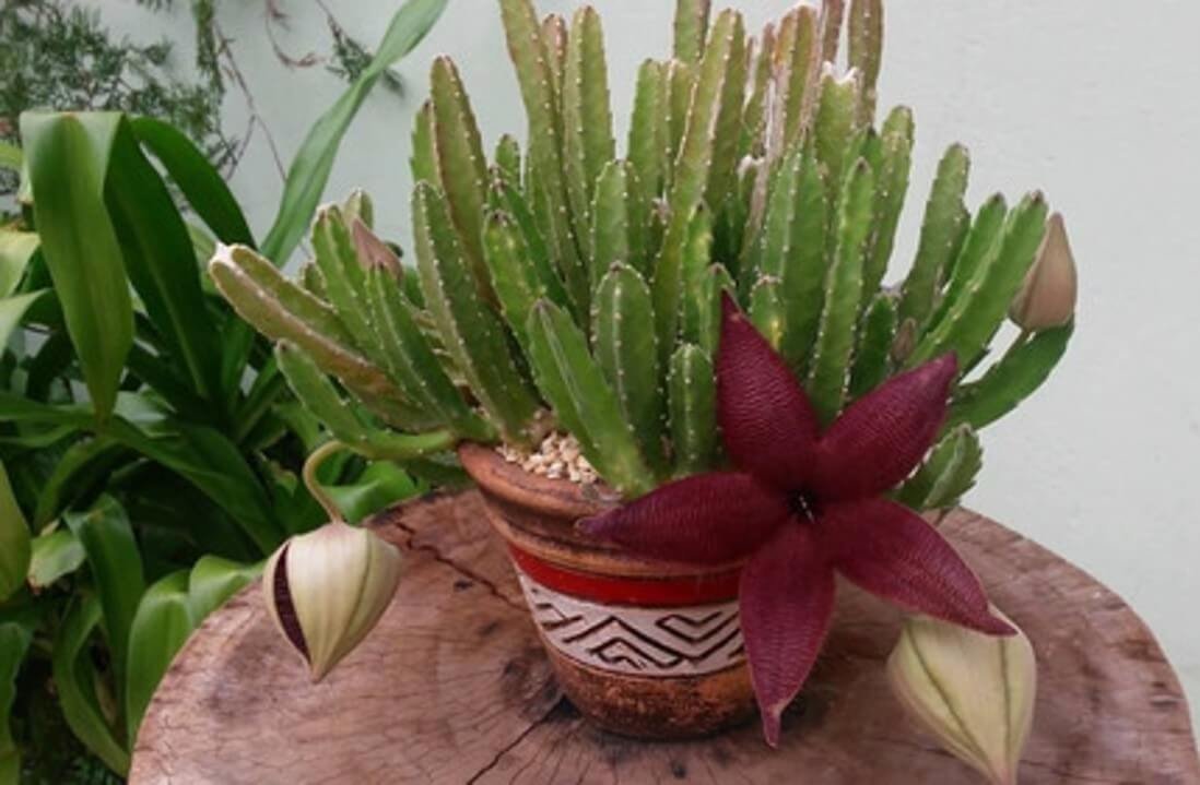 Cacto-Estrela Cactos e suculentas coloridas, que são incrivelmente bonitos e decorativos