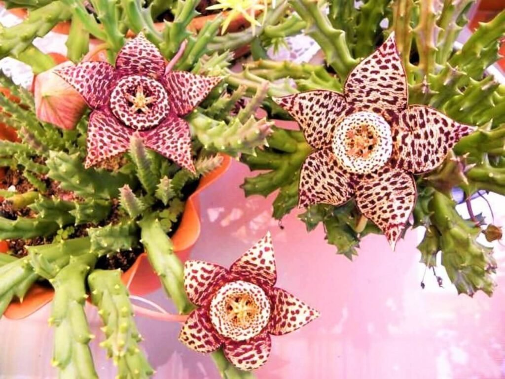 Cacto-Orbea-Variegata-1024x769 Cactos e suculentas coloridas, que são incrivelmente bonitos e decorativos