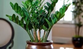 Zamioculca, 13 Motivos Para Você Cultivar Essa Planta