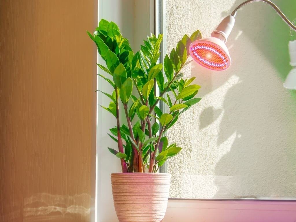 Zamioculcas-3 Zamioculca, 13 Motivos Para Você Cultivar Essa Planta