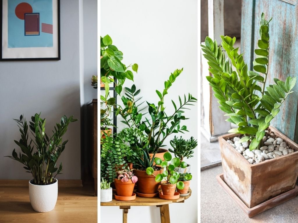 Zamioculcas-crescimento Zamioculca, 13 Motivos Para Você Cultivar Essa Planta