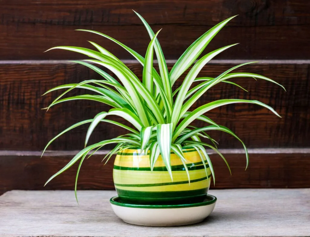 Clorofito-Plantas-que-purificam-o-ar-1024x784 17 plantas para ambiente interno, que ajudam a purificar o ar dentro de casa