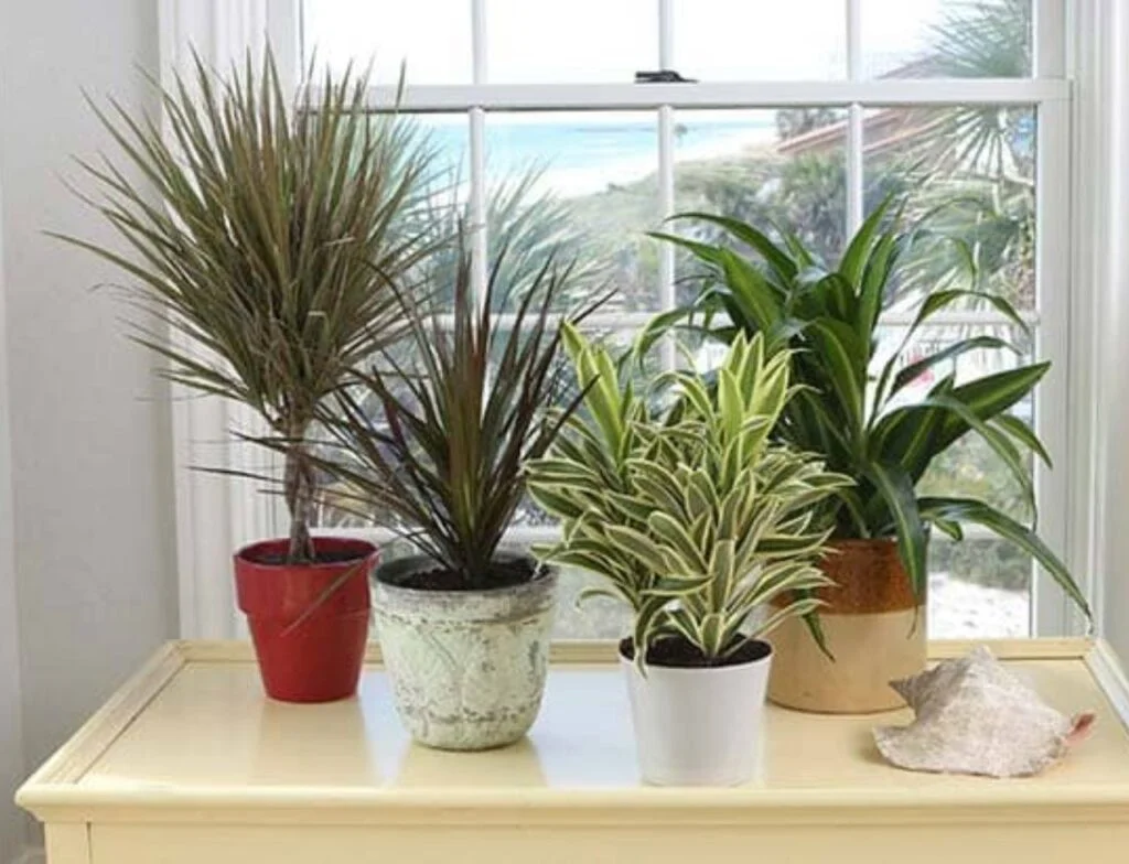 Dracena-Plantas-que-purificam-o-ar-1024x784 17 plantas para ambiente interno, que ajudam a purificar o ar dentro de casa