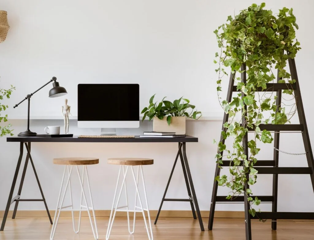 Hera-Plantas-que-purificam-o-ar-1-1024x784 17 plantas para ambiente interno, que ajudam a purificar o ar dentro de casa