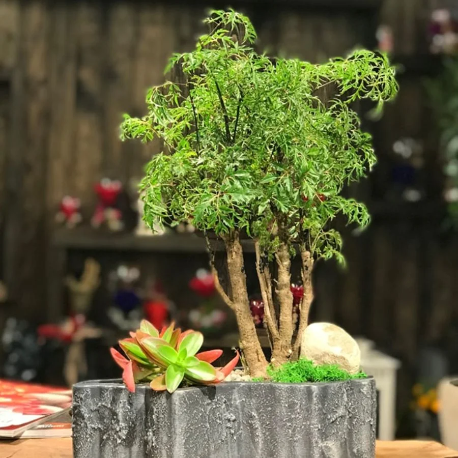 Arvore-da-felicidade-Bonsai Árvore da felicidade, aprenda mais sobre este arbusto deslumbrante