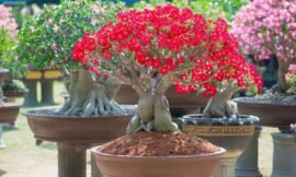 Rosa do deserto, beleza exótica e variedades de cores nas flores