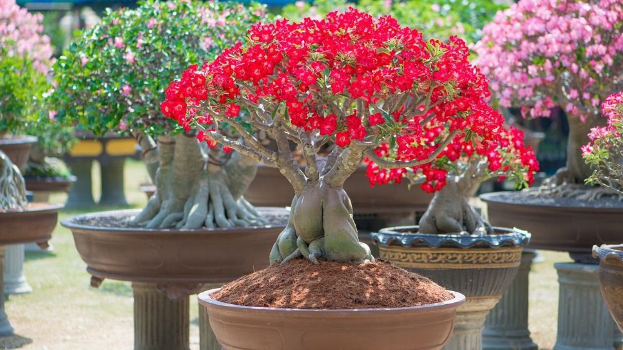 Leia mais sobre o artigo Rosa do deserto, beleza exótica e variedades de cores nas flores