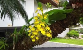 Tipos de orquídeas mais populares no Brasil, cada uma mais bonita que a outra