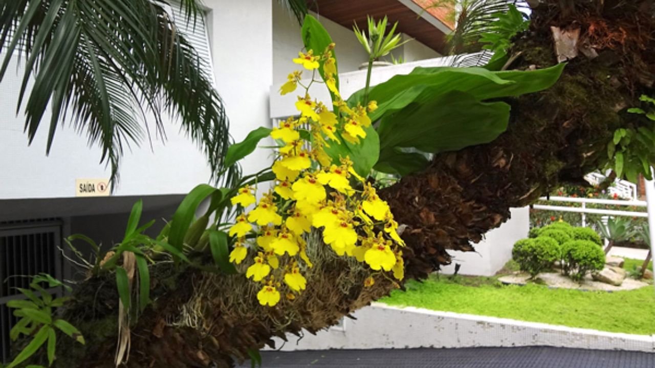 Leia mais sobre o artigo Tipos de orquídeas mais populares no Brasil, cada uma mais bonita que a outra