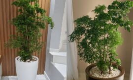 Árvore da felicidade, aprenda mais sobre este arbusto deslumbrante