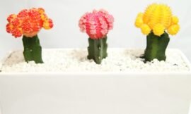 Cactos e suculentas coloridas, que são incrivelmente bonitos e decorativos