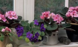 Violeta africana: cuidados essenciais para manter o vasinho sempre bonito e florido