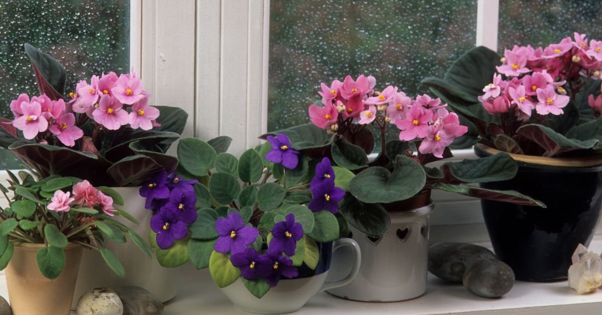 Violeta africana: cuidados essenciais para manter o vasinho sempre bonito e florido