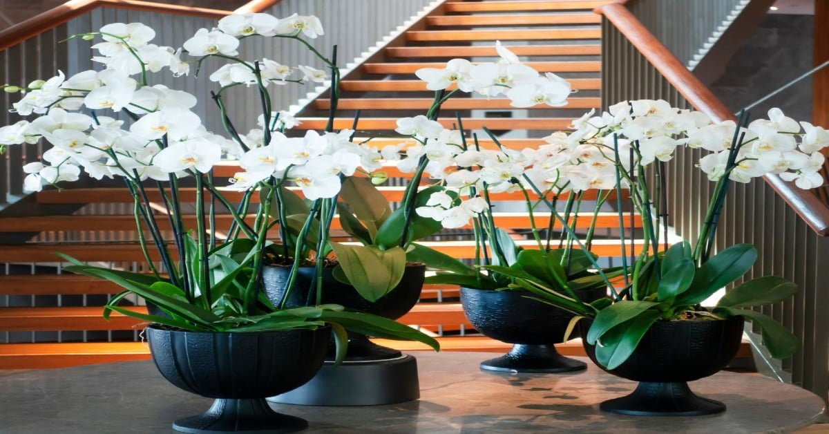 No momento, você está visualizando 17 plantas para ambiente interno, que ajudam a purificar o ar dentro de casa