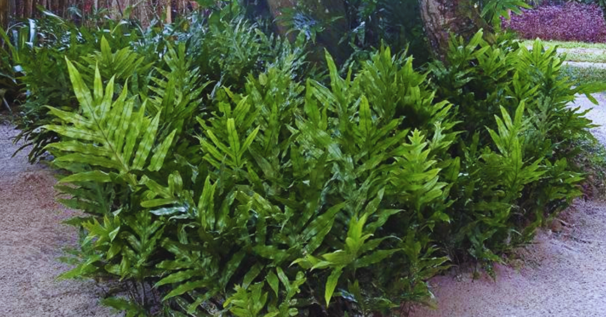 Descubra o Encanto Exótico da Samambaia Jamaica: Uma Beleza Verdejante para Transformar seu Espaço! 