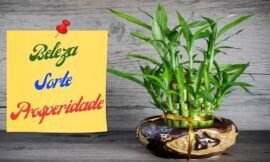 Planta Bambu Da sorte, Descubra a Magia desse  Bambu Para Energizar Sua Casa