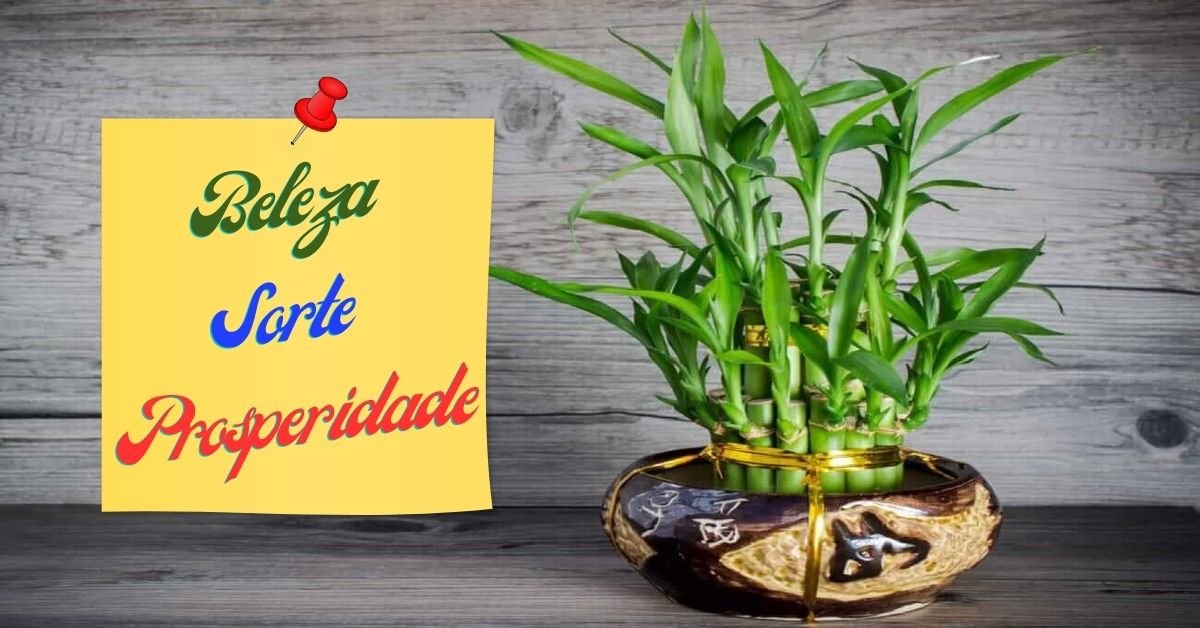 Leia mais sobre o artigo Planta Bambu Da sorte, Descubra a Magia desse  Bambu Para Energizar Sua Casa