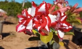 Rosa do Deserto Ferrari, Planta Exótica Rica Em Beleza, Saiba Tudo Sobre Ela