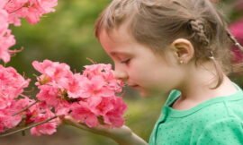 Planta Azaleia, Dicas Valiosas Para Você Cuidar Bem Dela