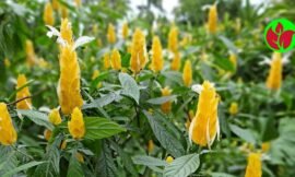 Planta Camarão Amarelo Saiba Tudo Sobre Ela