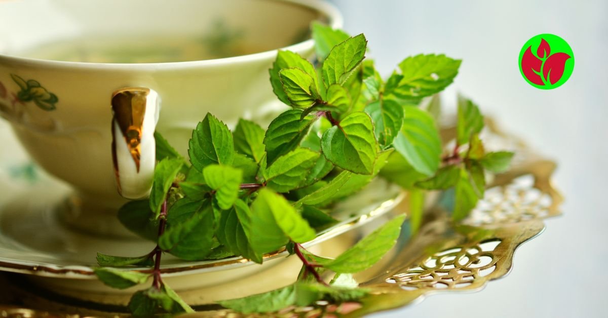 Leia mais sobre o artigo Hortelã pimenta cuidados e benefícios a saúde