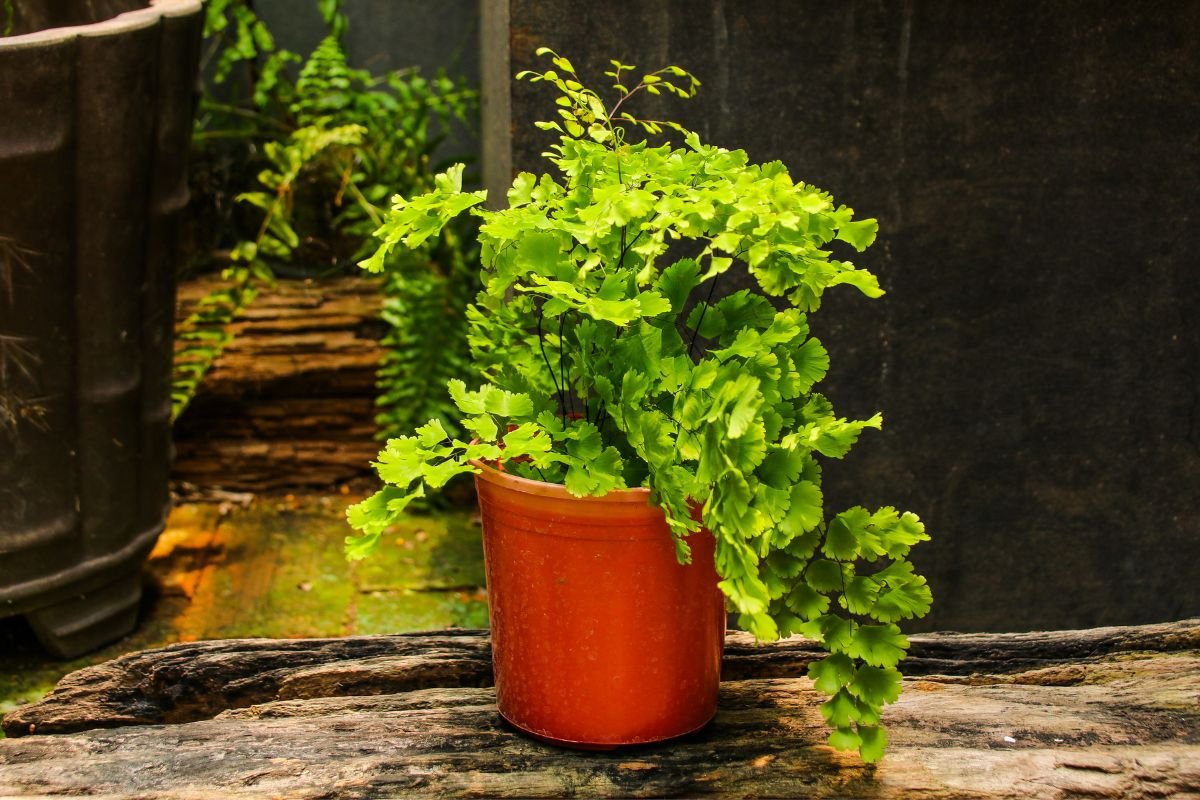 Avenca-1 Planta Avenca Dicas De Cultivo, Cuidados E Curiosidades