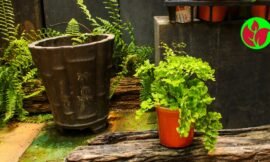 Planta Avenca Dicas De Cultivo, Cuidados E Curiosidades