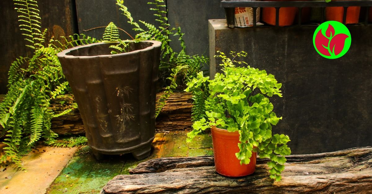 No momento, você está visualizando Planta Avenca Dicas De Cultivo, Cuidados E Curiosidades