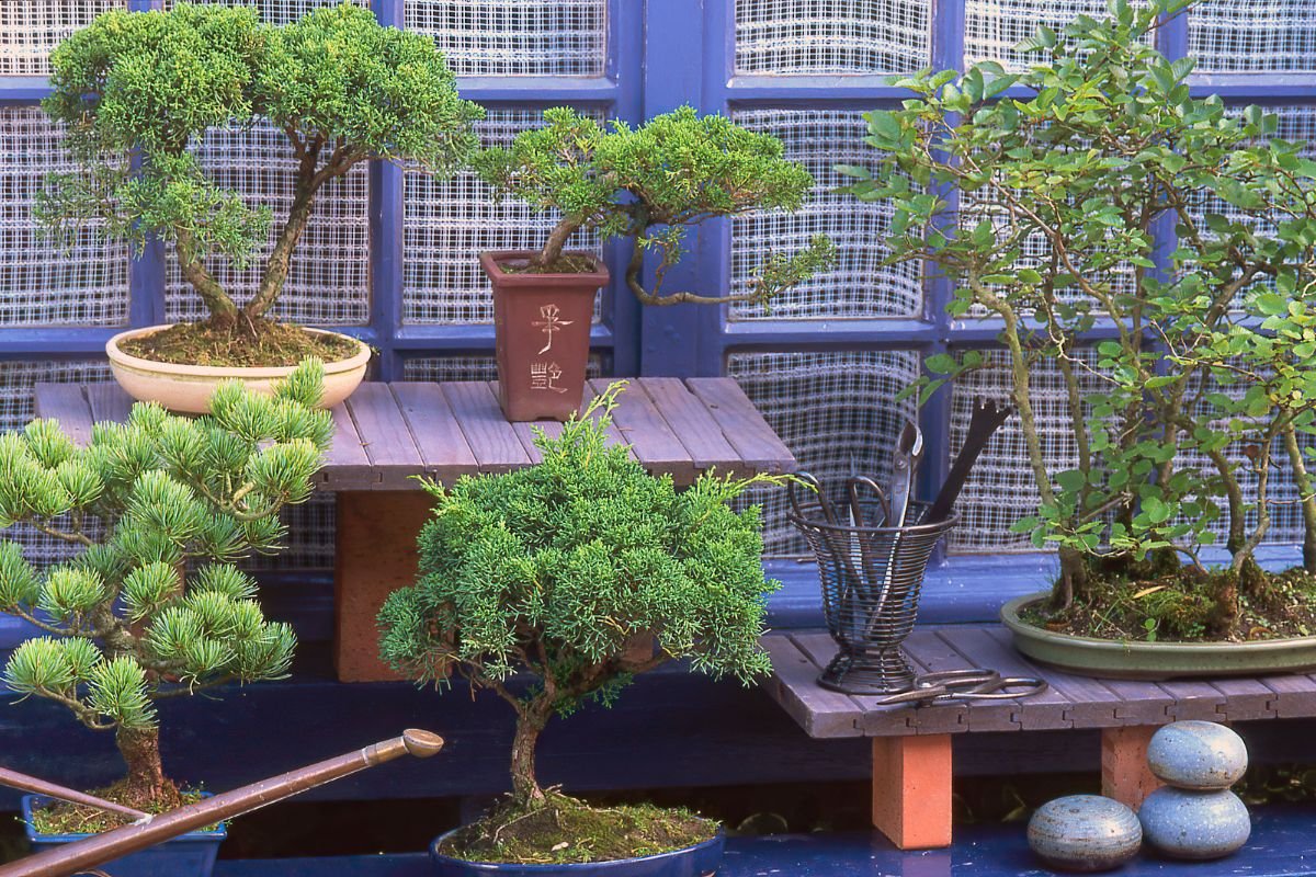 Bonsai-Mundo-miniatura-dos-bonsai Desvendando os Segredos do Mundo dos Bonsais: Como Cultivar e Cuidar dessa Arte Milenar
