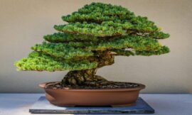 Desvendando os Segredos do Mundo dos Bonsais: Como Cultivar e Cuidar dessa Arte Milenar