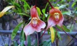 Orquídea Cara de Macaco: Características, Cuidados e Curiosidades