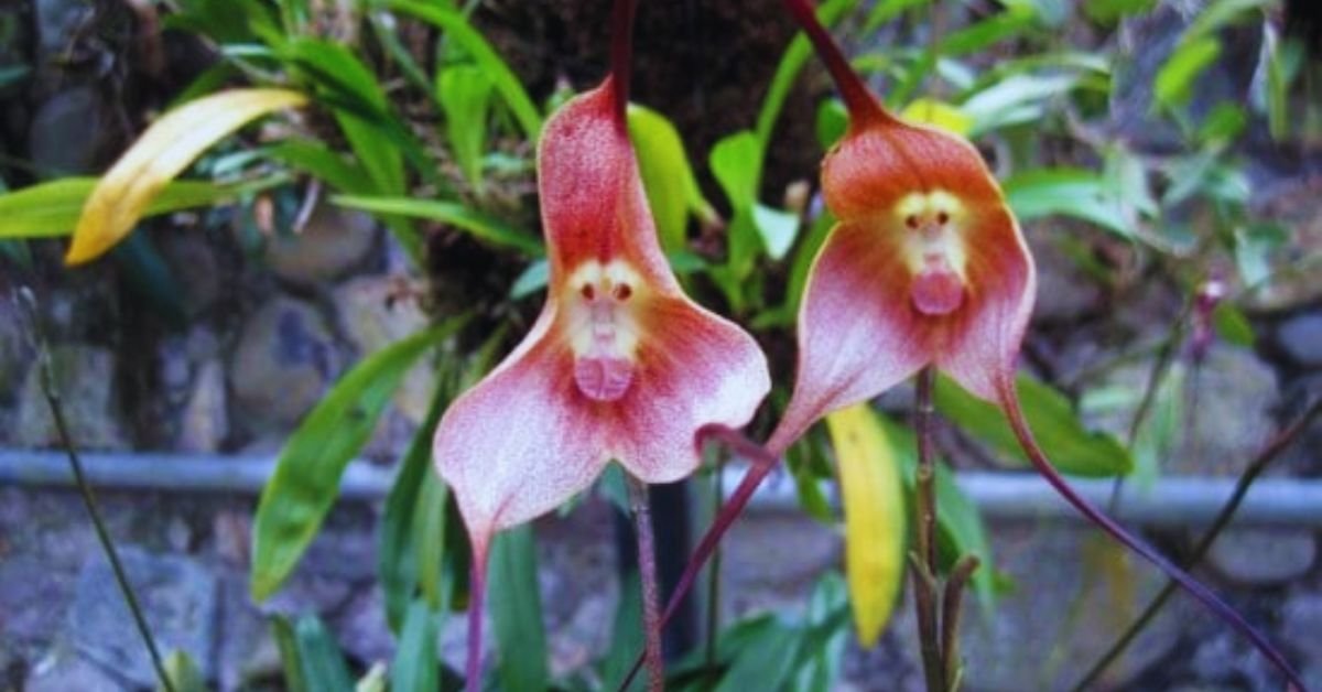 No momento, você está visualizando Orquídea Cara de Macaco: Características, Cuidados e Curiosidades