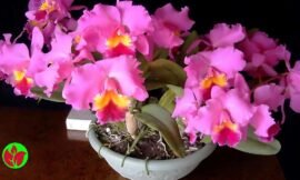 Orquídeas para presente: 10 orquídeas para você acertar no presente e fazer uma pessoa feliz