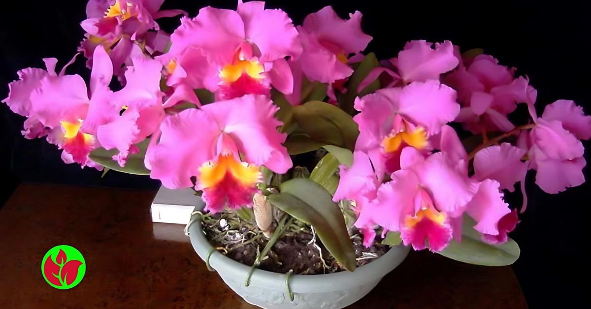 No momento, você está visualizando Orquídeas para presente: 10 orquídeas para você acertar no presente e fazer uma pessoa feliz