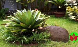Bromélia Imperial: Cuidados e Curiosidades sobre essa Bela Planta