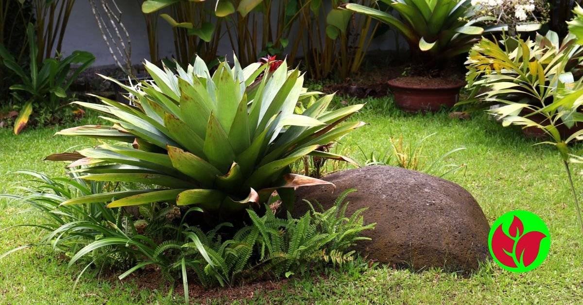 Bromélia Imperial: Cuidados e Curiosidades sobre essa Bela Planta