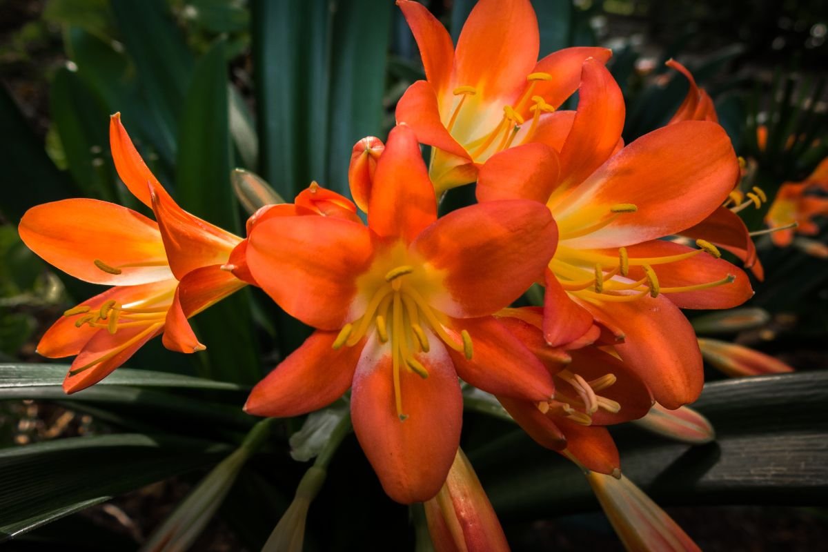 plantas-ornamentais-clivia Plantas Ornamentais Guia Completo Para Transformar Seu Jardim