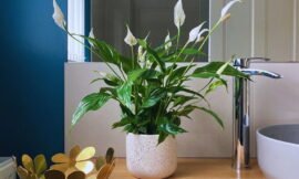 Lírio da Paz: Um Guia Completo para o Cultivo e Cuidados E Curiosidades