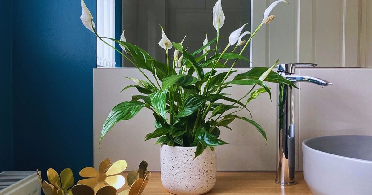 Leia mais sobre o artigo Lírio da Paz: Um Guia Completo para o Cultivo e Cuidados E Curiosidades