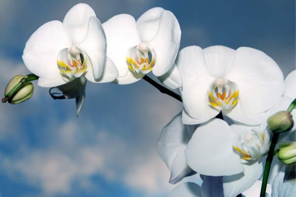 Orquídeas Significados das Cores das Flores