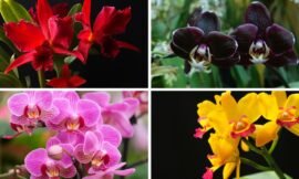 Orquídeas Significados das Cores das Flores